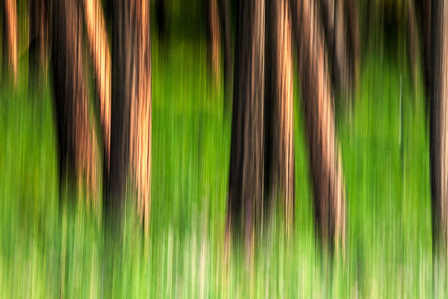 An abstract image of Ponderosa pines on Mount Centennial south of Havre, Montana. → Buy a Print