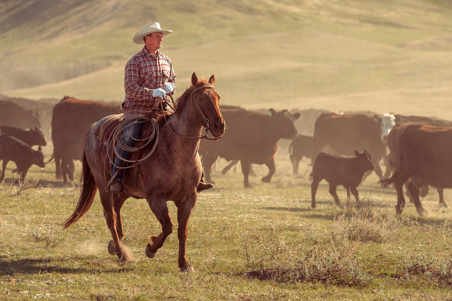 A cowboy rides his horse along side a herd of cattle during a cattle drive on a ranch near Cleveland, Montana. → License Photo
