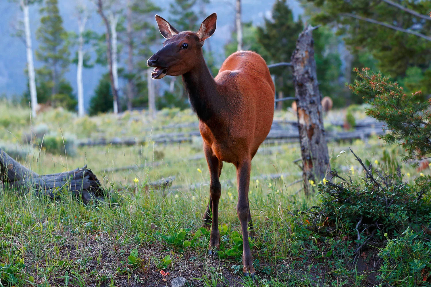 A photo of a mother elk calling for her calf in a Montana forest. → License Photo