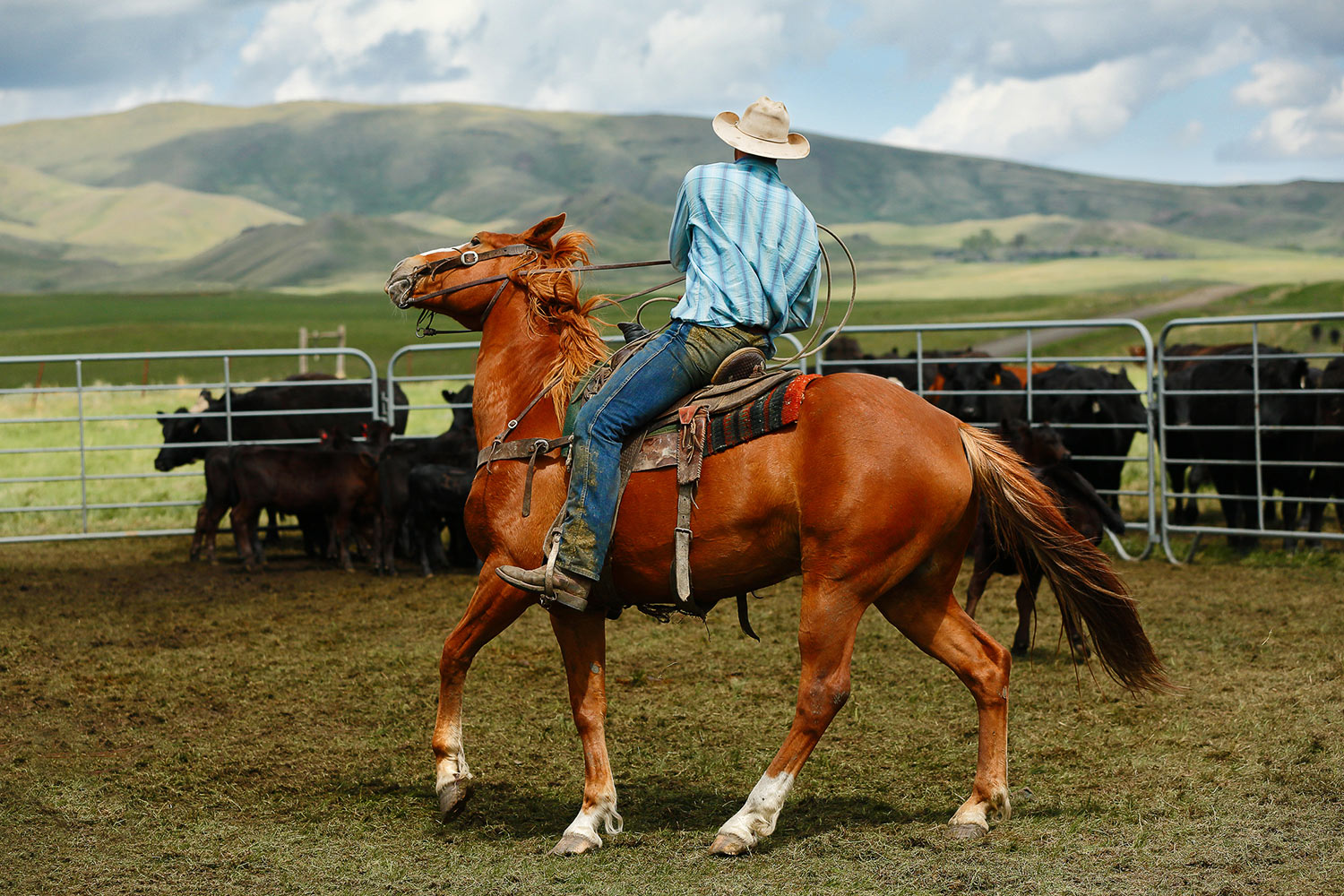 A cowboy makes a tight turn inside the corral on a western ranch.&nbsp;→ Buy a Print