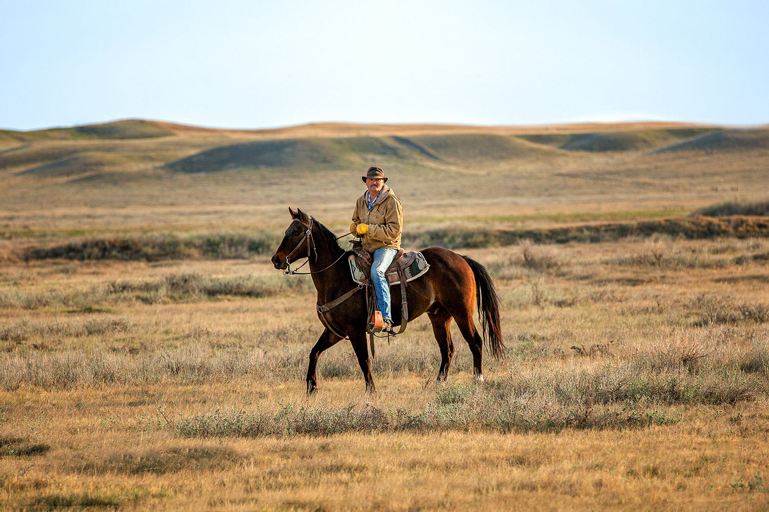 A cowboy riding his horse during a roundup on a ranch near Havre, Montana.&nbsp;→ License Photo