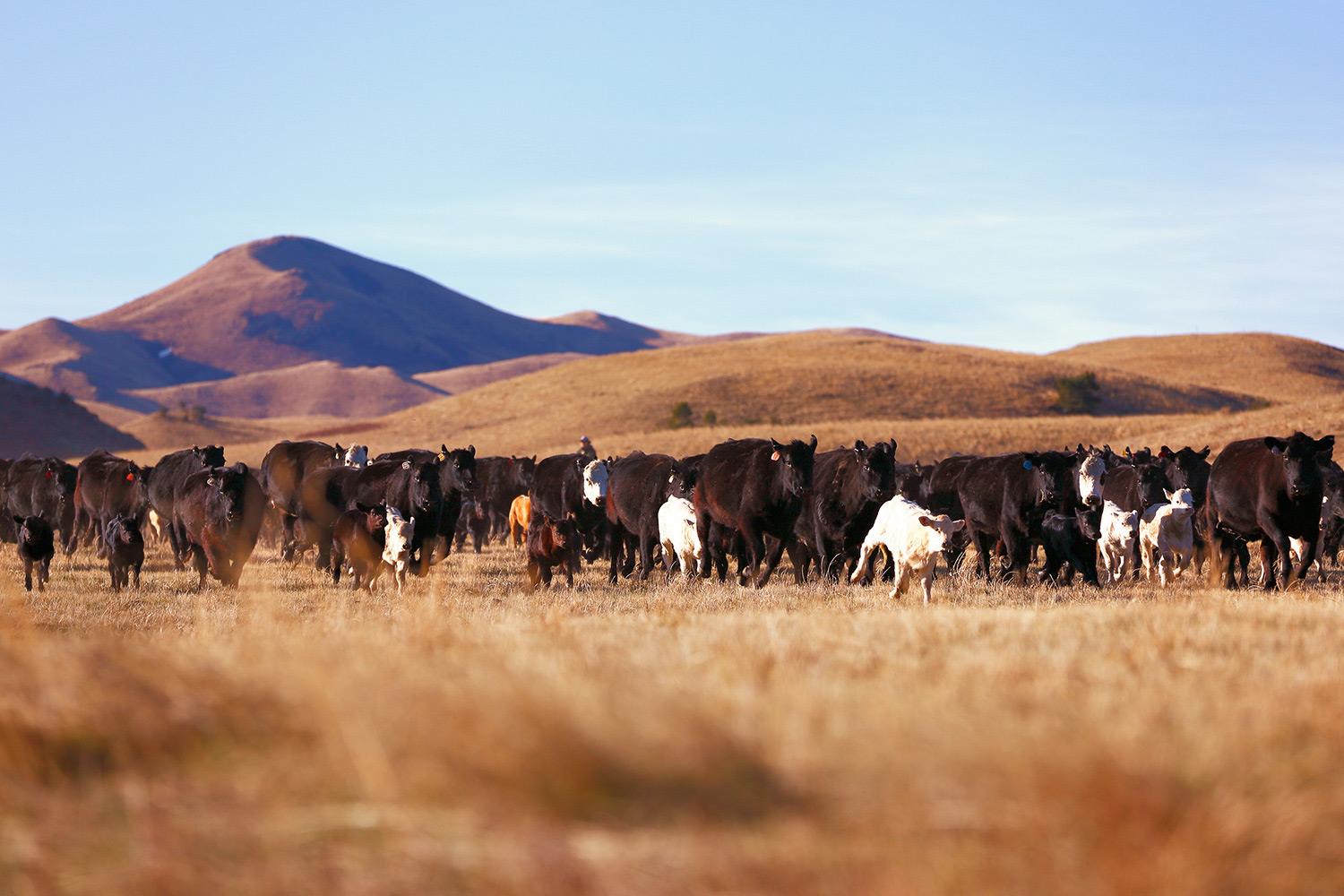 The leading edge of the herd heads toward the corral on a ranch near Cleveland, Montana.&nbsp;→ Buy a Print