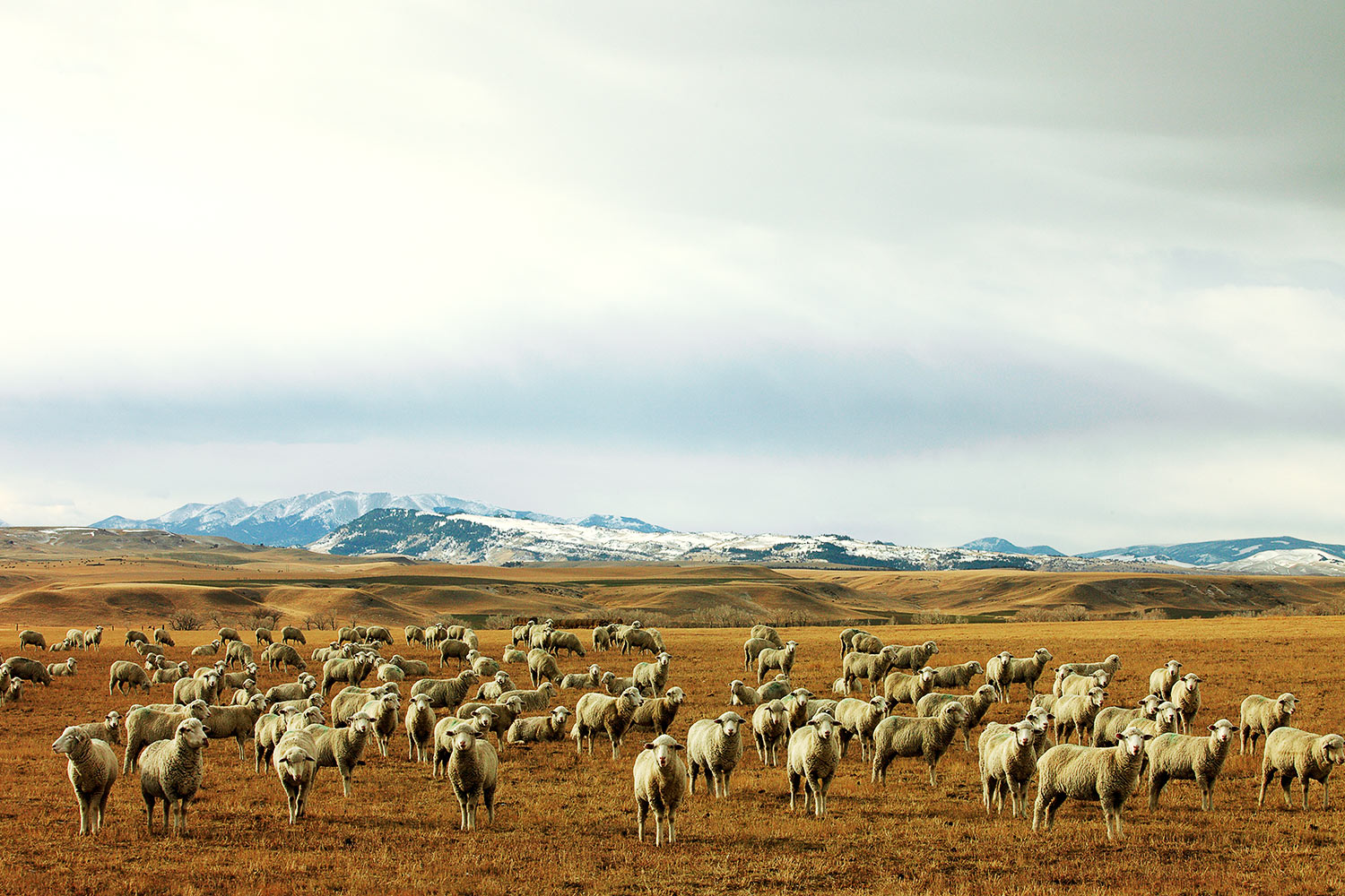 A herd of prairie maggots near Harlowton, Montana.