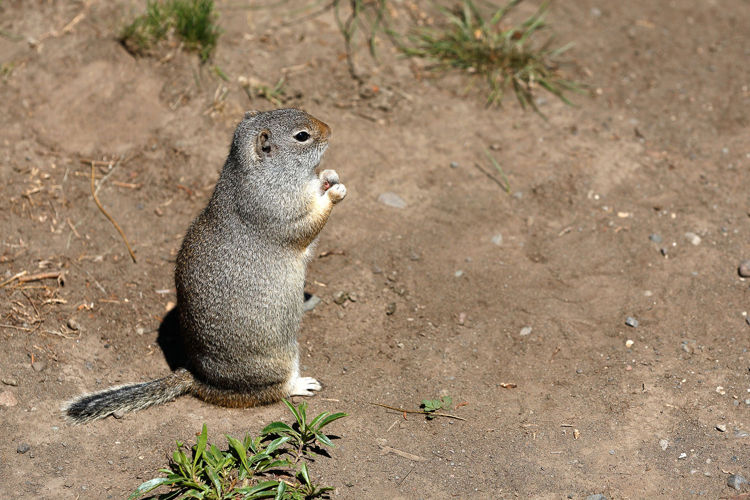 While technically not slang, many Montanans refer this critter as a gopher even though it is really a ground squirrel. But please, whatever you do, don't correct them. They know they aren't technically gophers and they don't need to be corrected.
