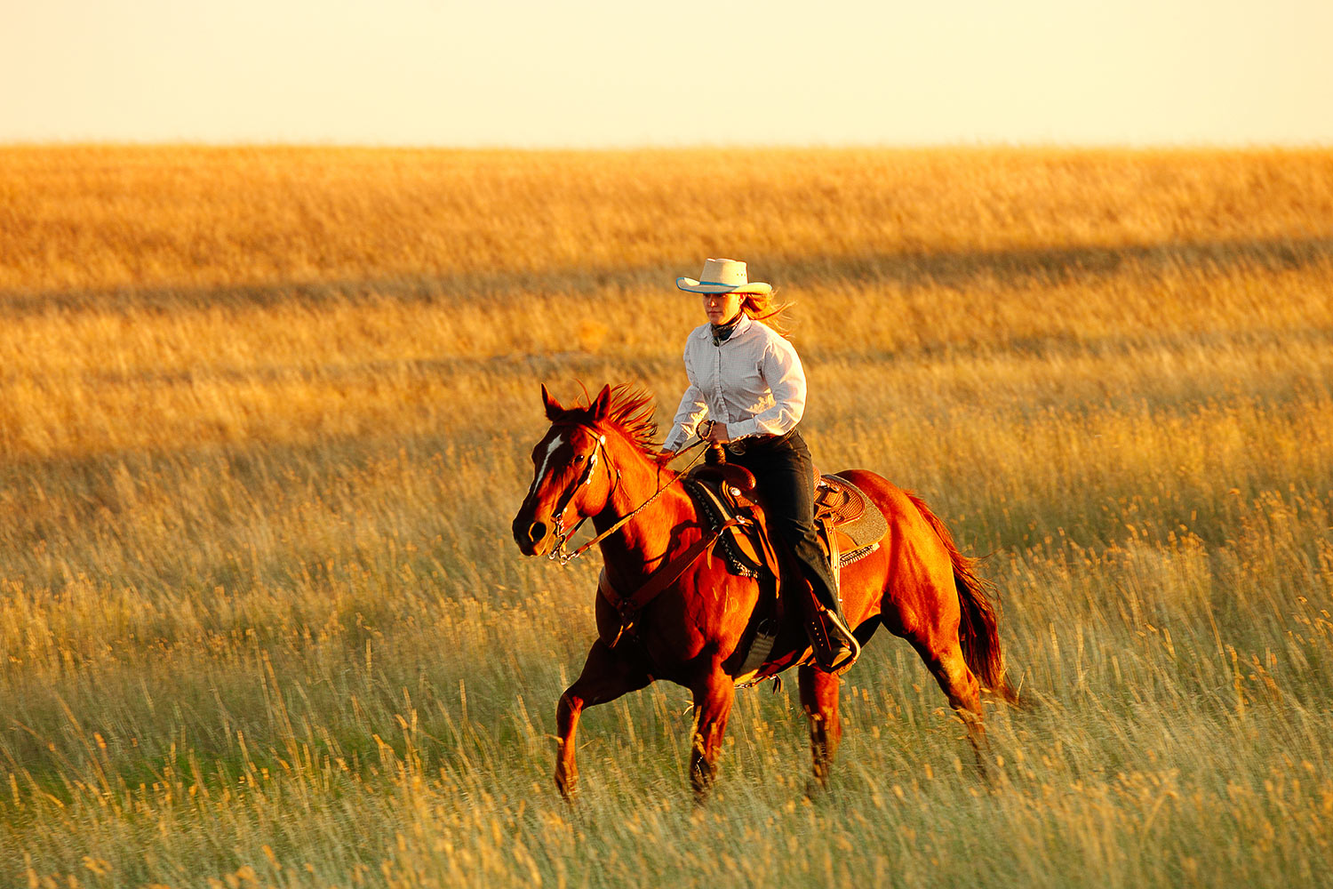 A cowgirl rides fast across an open Montana plains west of Havre, Montana.&nbsp;→ License Photo