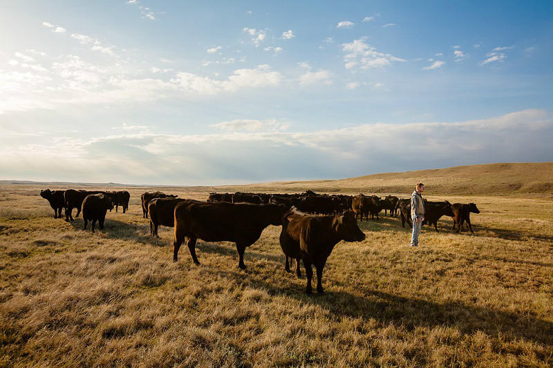 A young man stands at the head of a herd on a ranch north of Havre, Montana.&nbsp;→ License Photo