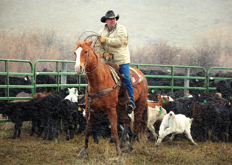 A cowboy roping calves while it begins to snow near Cleveland, Montana.&nbsp;→ License Photo