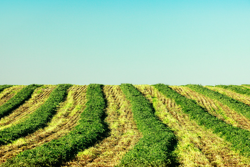 Rows of freshly cut hay in a field north of Joplin, Montana.&nbsp;→ License Photo