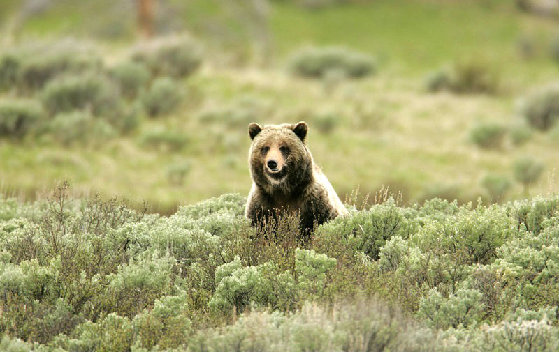 If you aren't careful, this grizzly bear might eat you. Probably better to stay where you are.