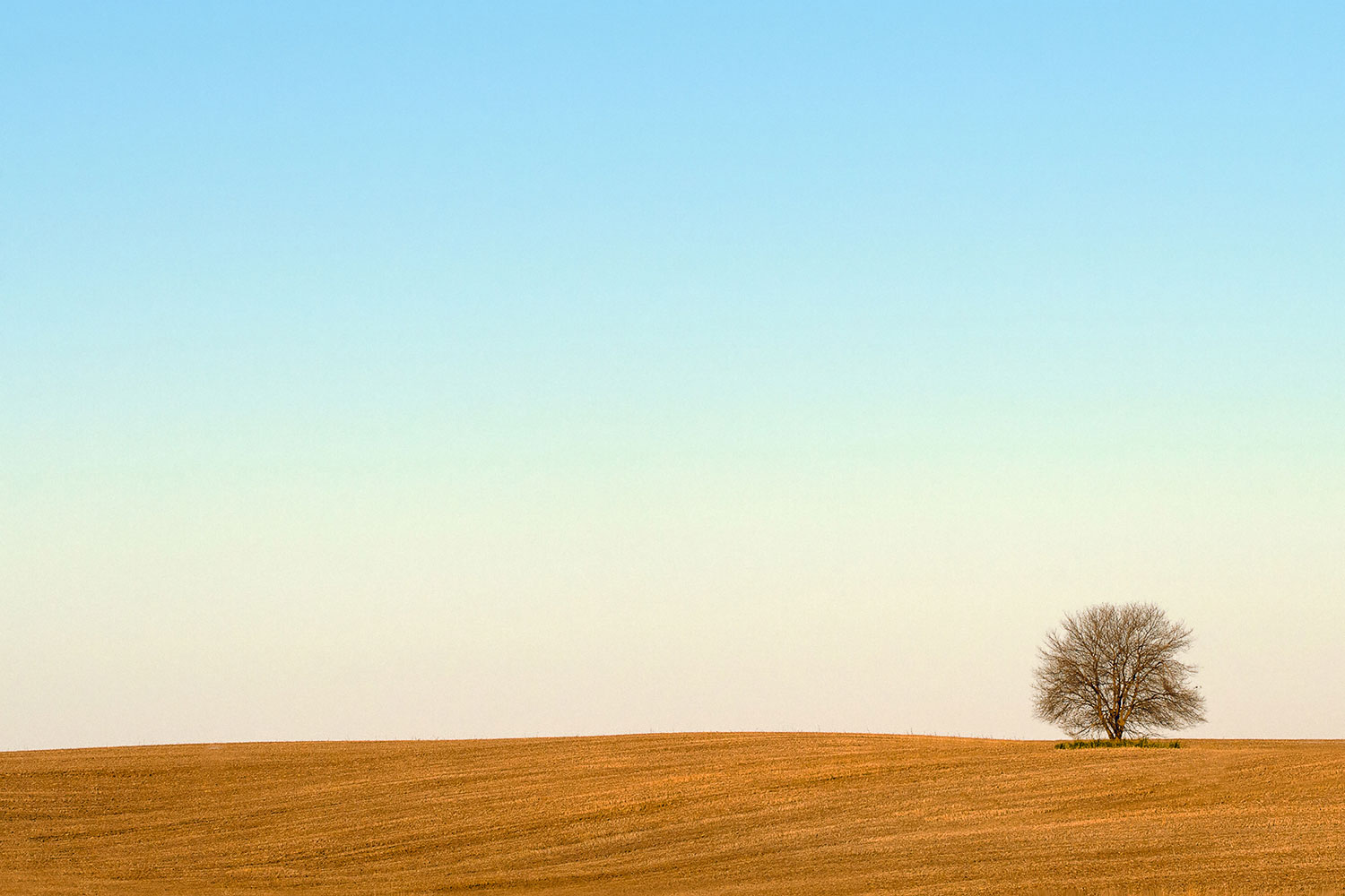 A lone, leafless tree stands tall in an otherwise featureless field.&nbsp;→ Buy a Print