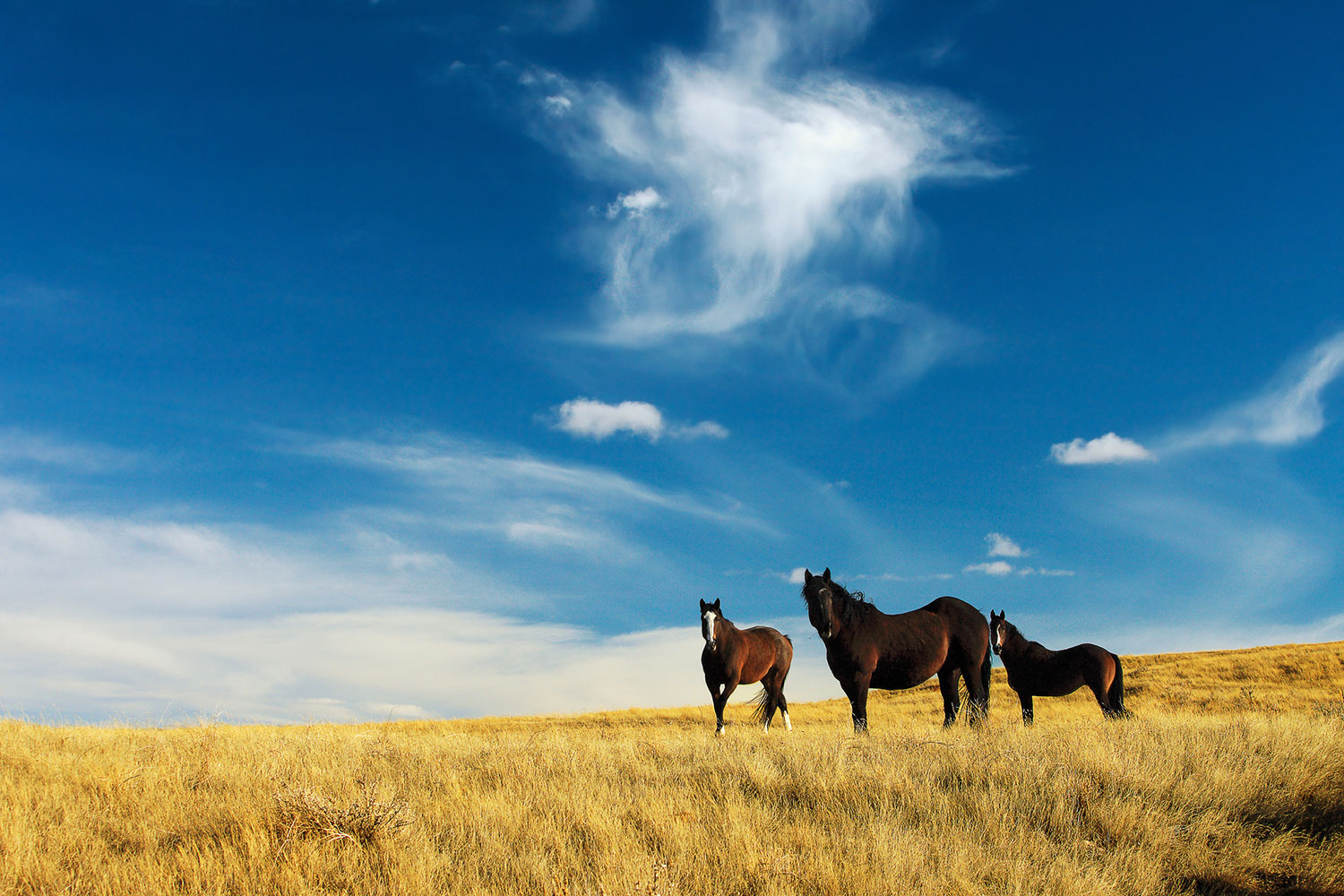American quarter horses on the a serene open prairie outside of Havre, Montana.&nbsp;→ Buy a Print