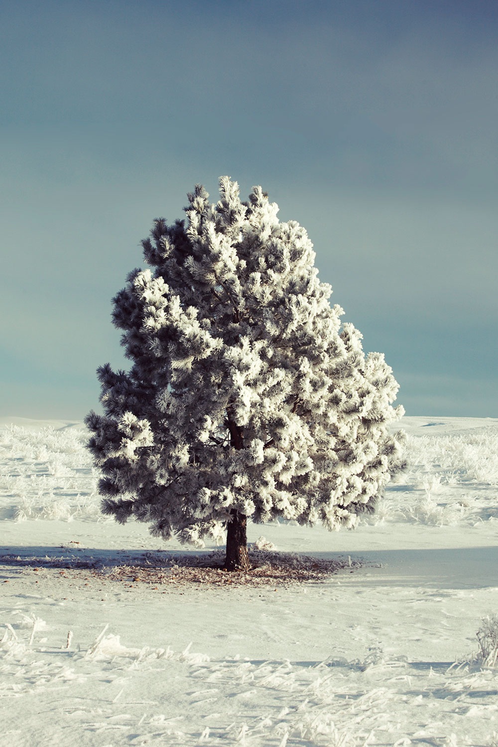 Frosty the Tree