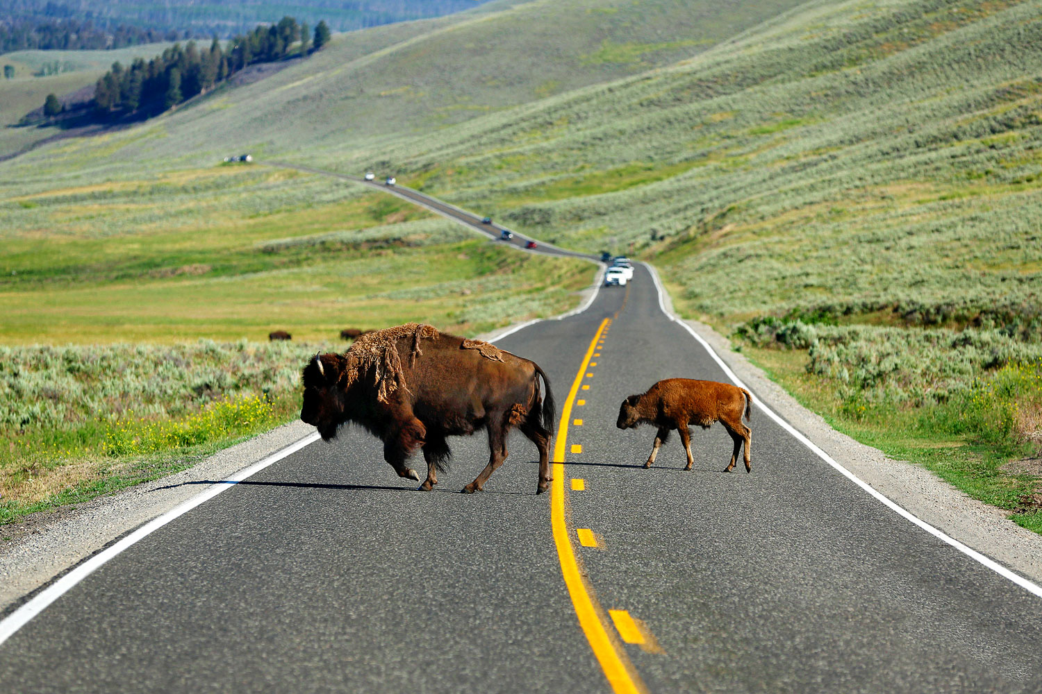 Buffalo Crossing the Road