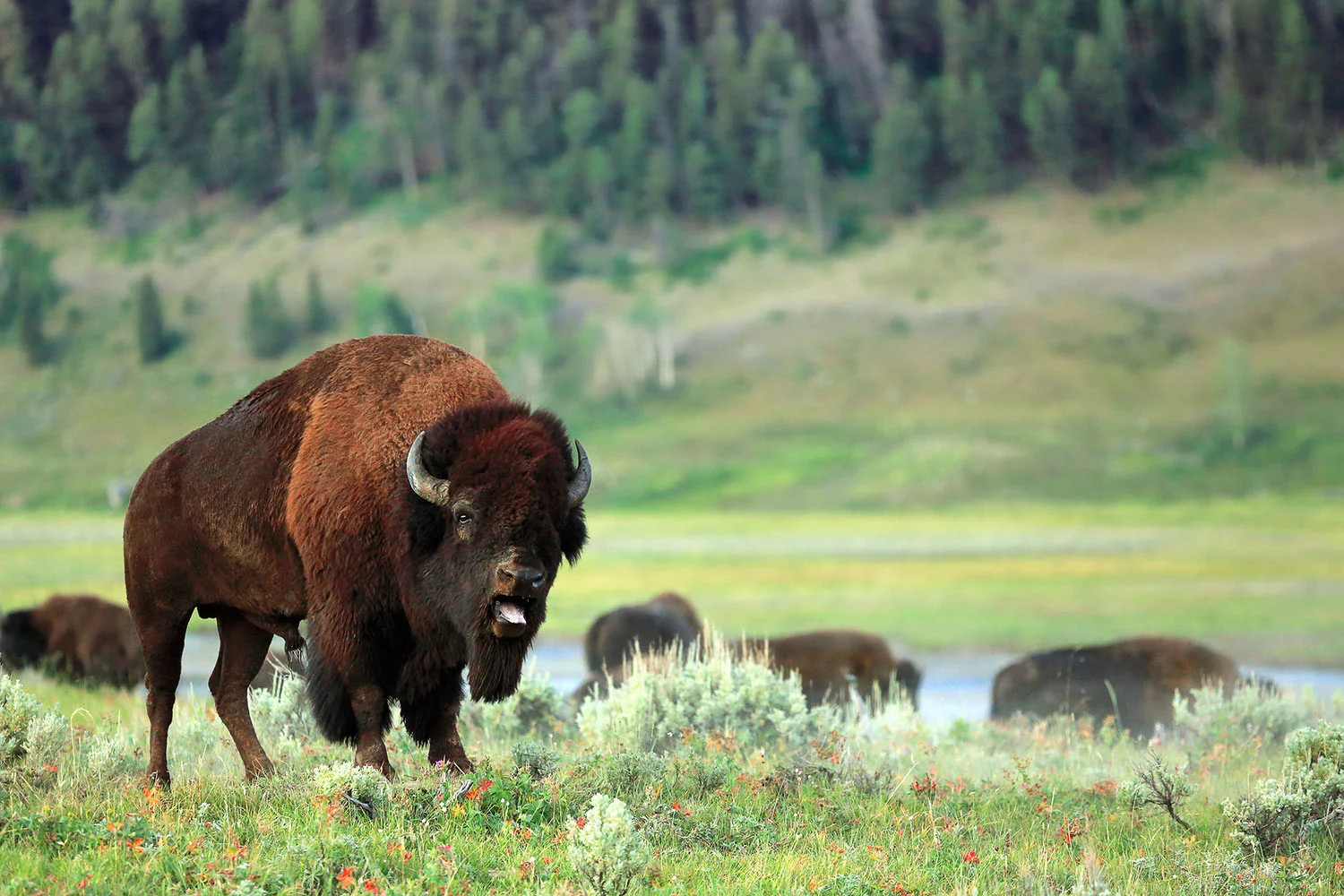 Buffalo Rut