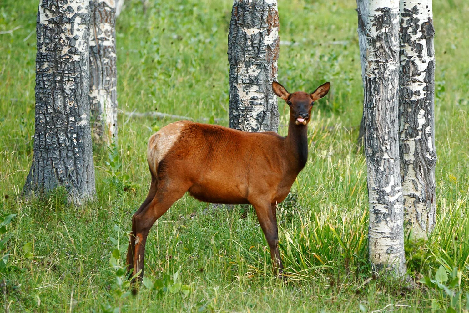 Raspberry Elk