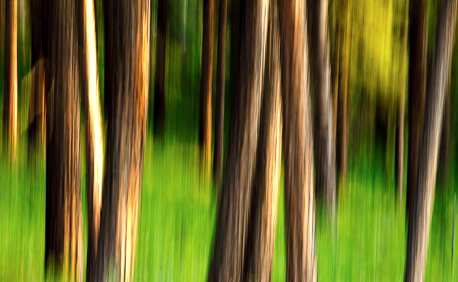 Through the Forest