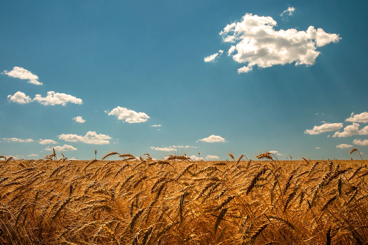 Wheat and Clouds