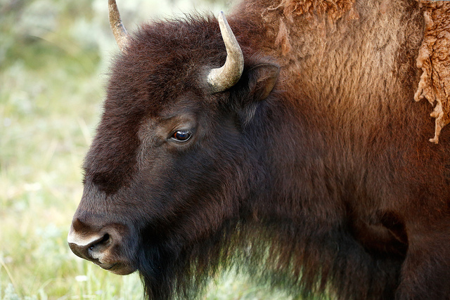 Herding Montana buffalo