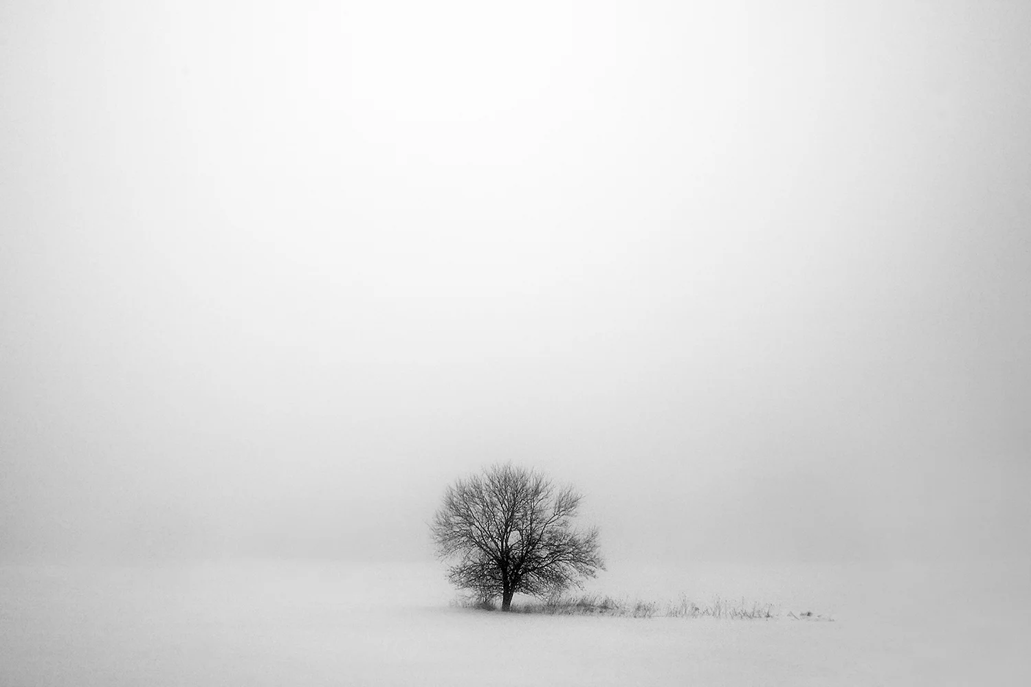 Mostly White