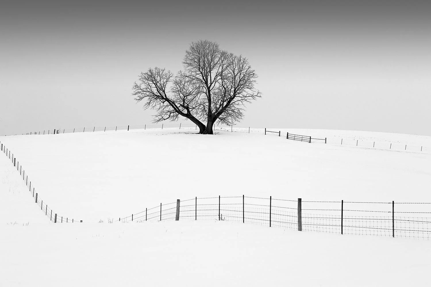 Mr. Elder Tree