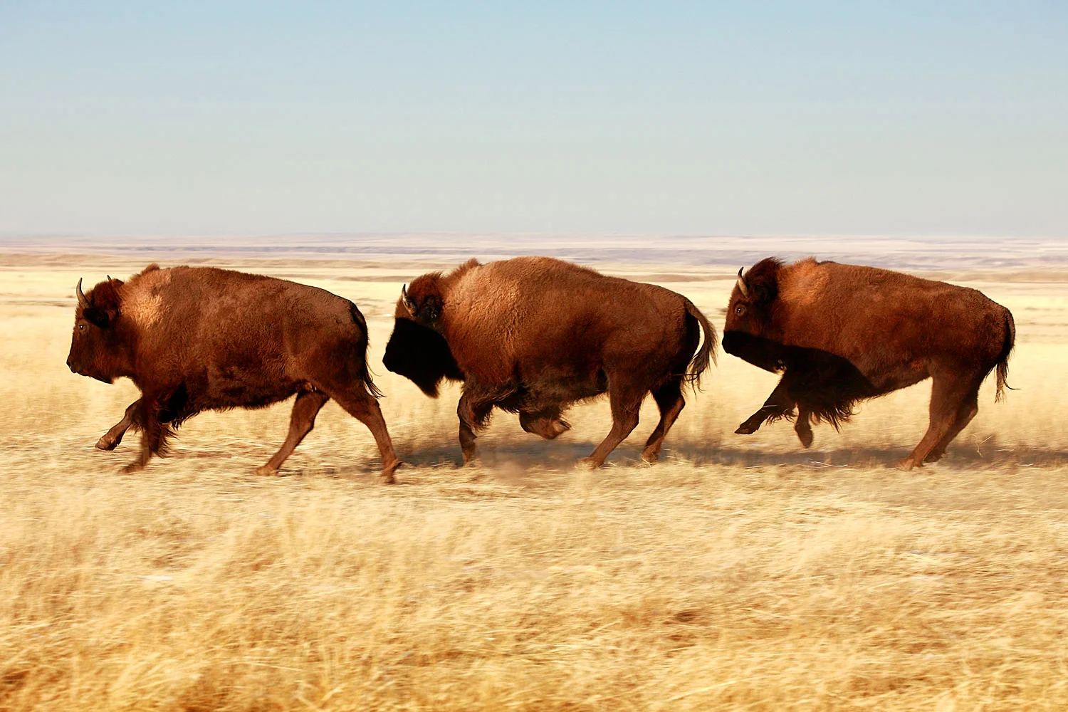 Tatanka