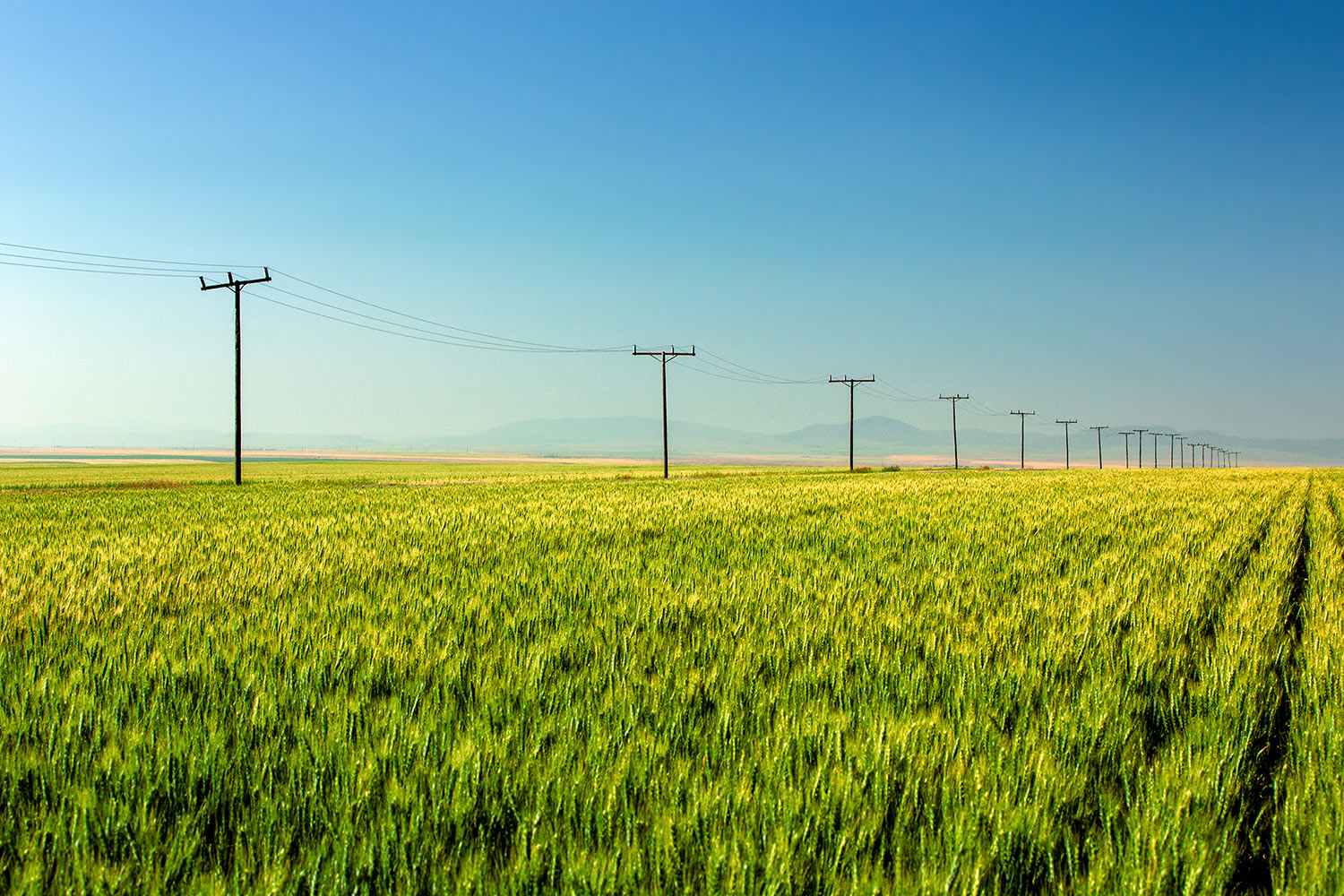 A row of electric utility poles line the edge of a large field of wheat northeast of Great Falls, Montana.&nbsp;→ Buy a Print