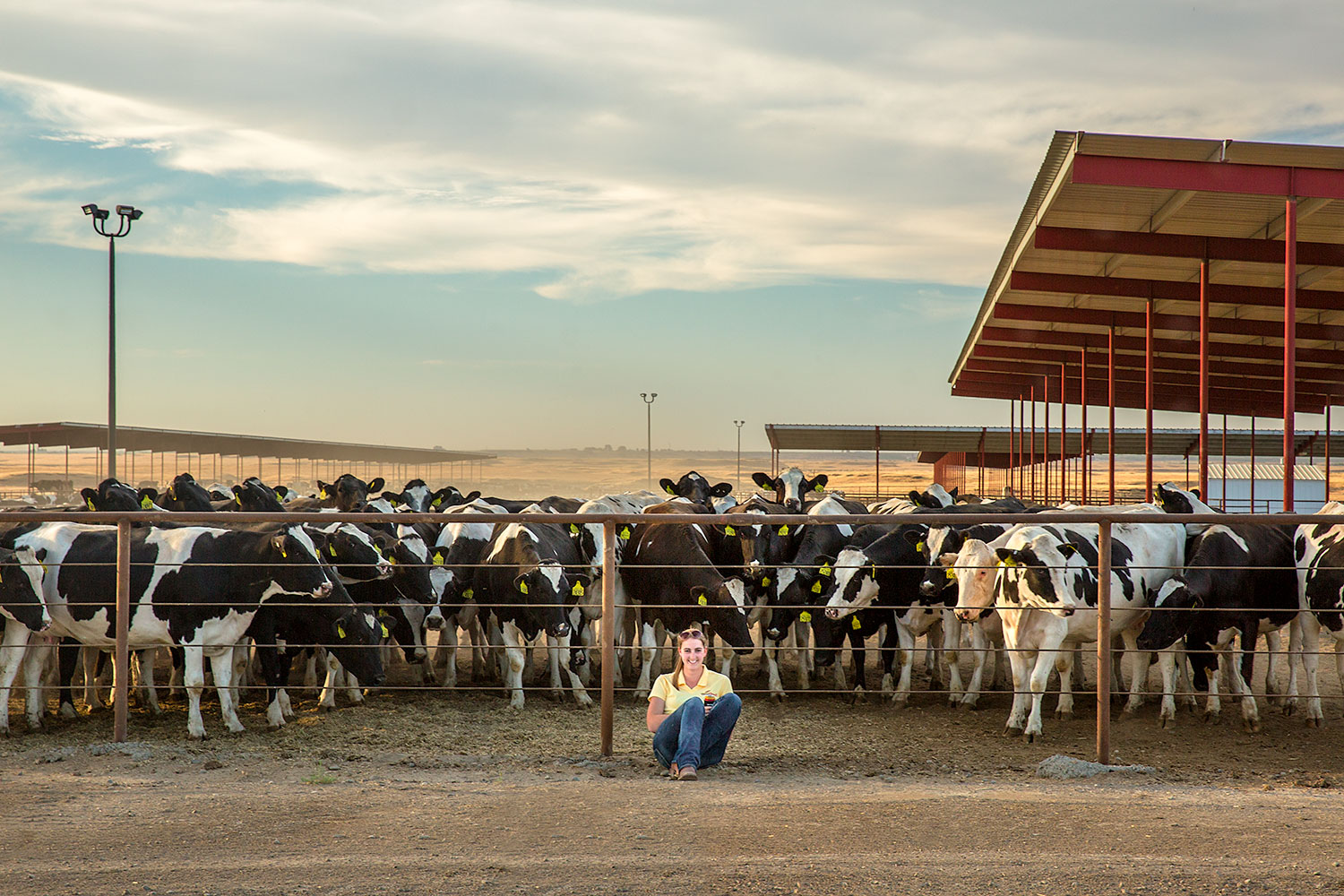 A young woman is surrounded by a herd of curious Holstein cows on a dairy farm near Connell, Washington.