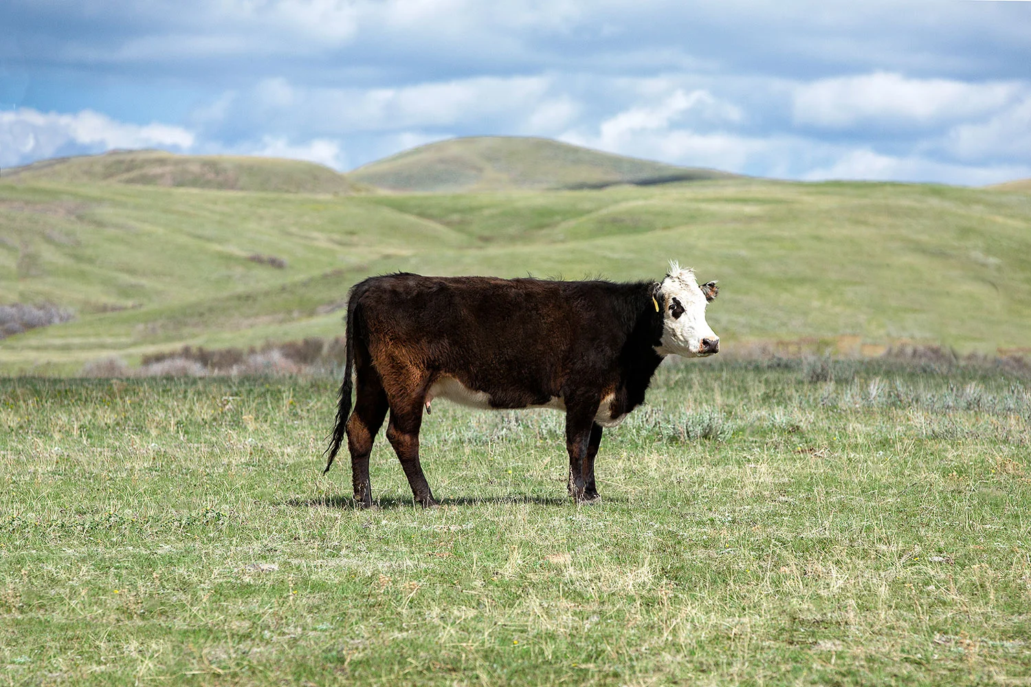 Lone Cow