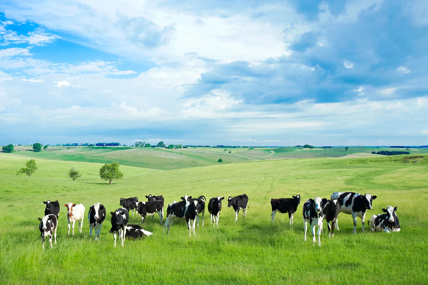 Happy Cows