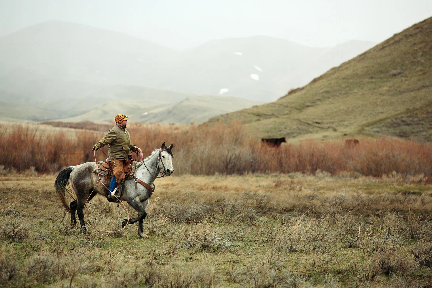 Searching for Lost Cattle