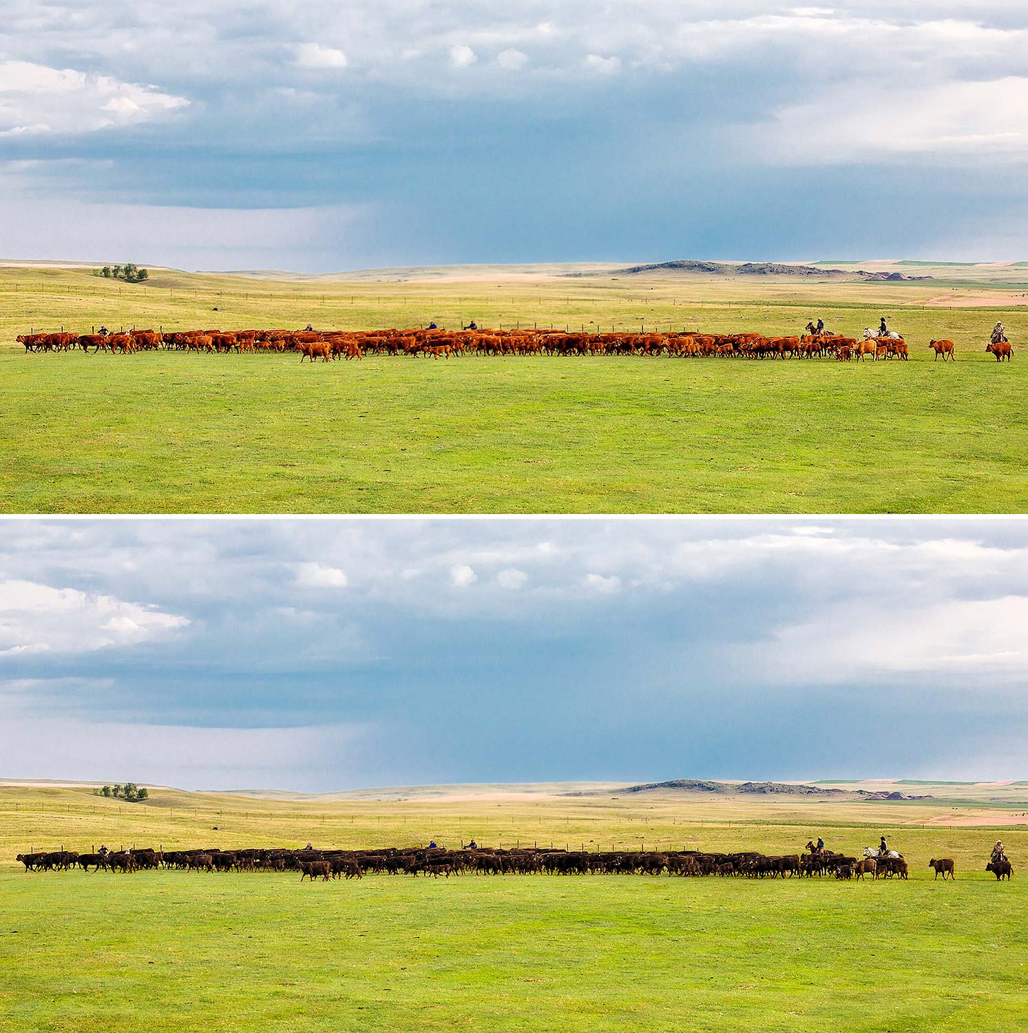 Red to Black Angus