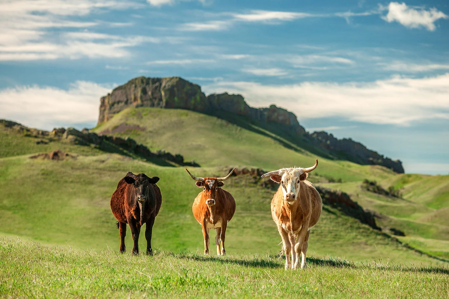 Montana Longhorns