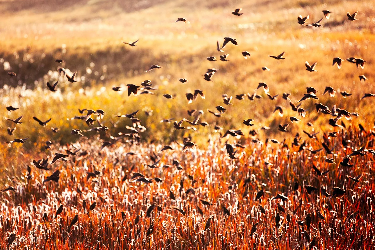 Fall Flock