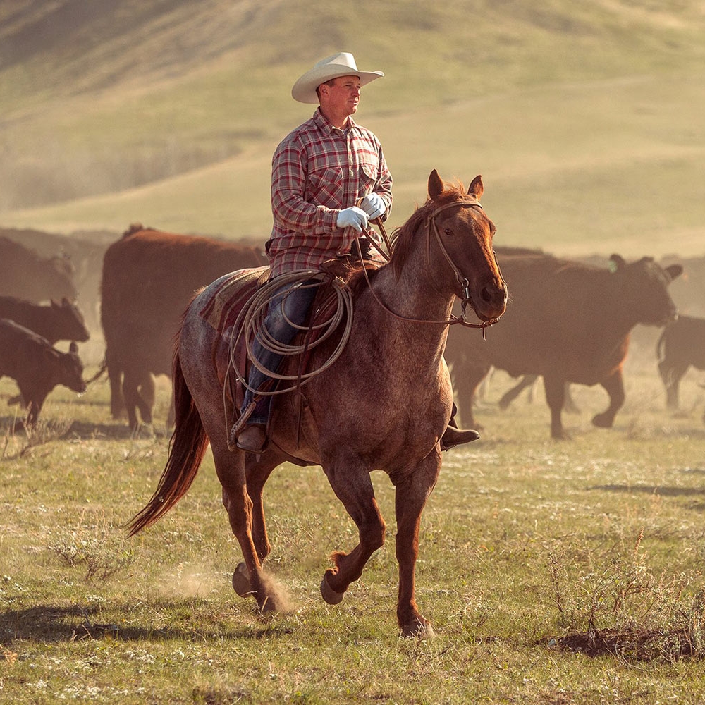 Photographing a three-day long cattle drive this autumn