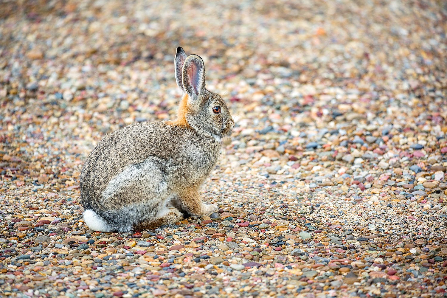 A&nbsp;wild desert cottontail rabbit that followed me around the streets of Rudyard, Montana.&nbsp;→ Buy a Print