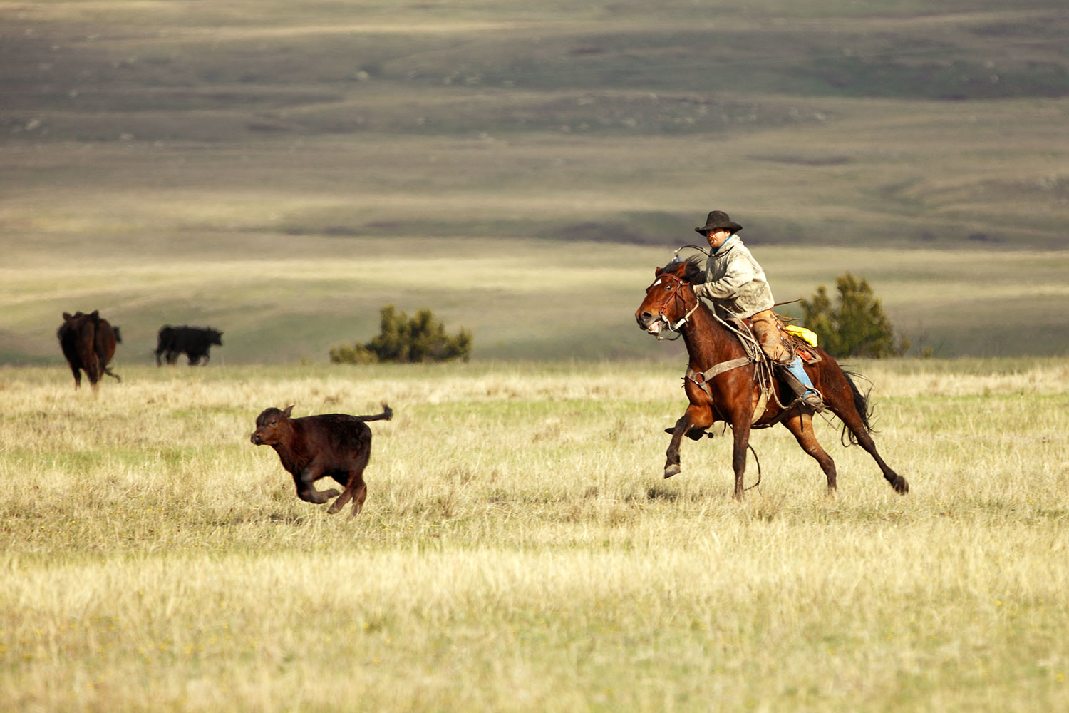 This is the photograph of a cowboy chasing a calf I made on a ranch that served as the inspiration for a painting by Bill Butler.&nbsp;&nbsp;→ Buy a Print