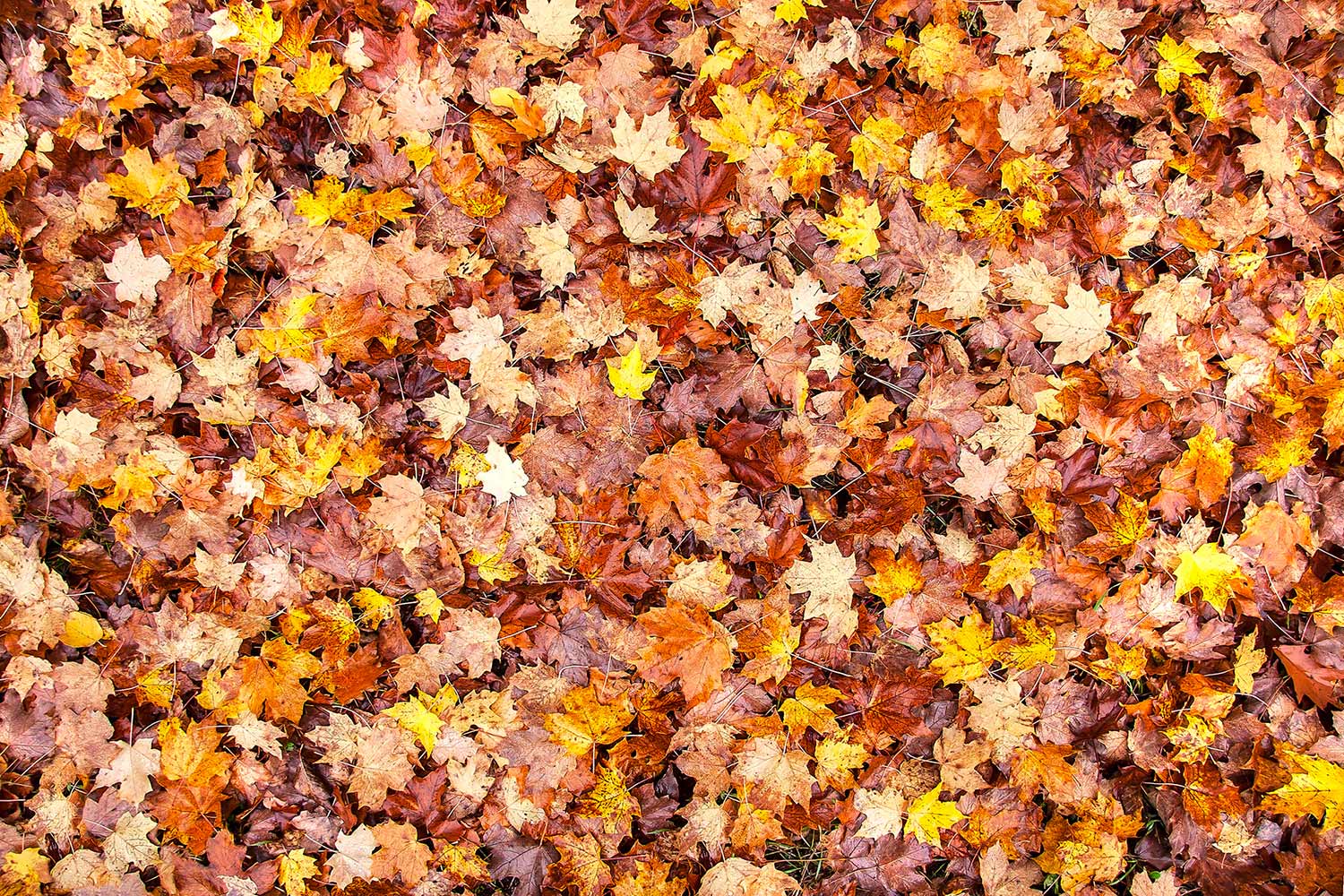 A colorful bed of red, orange, and yellow autumn leaves moistened by the morning dew.&nbsp;→ Buy a Print