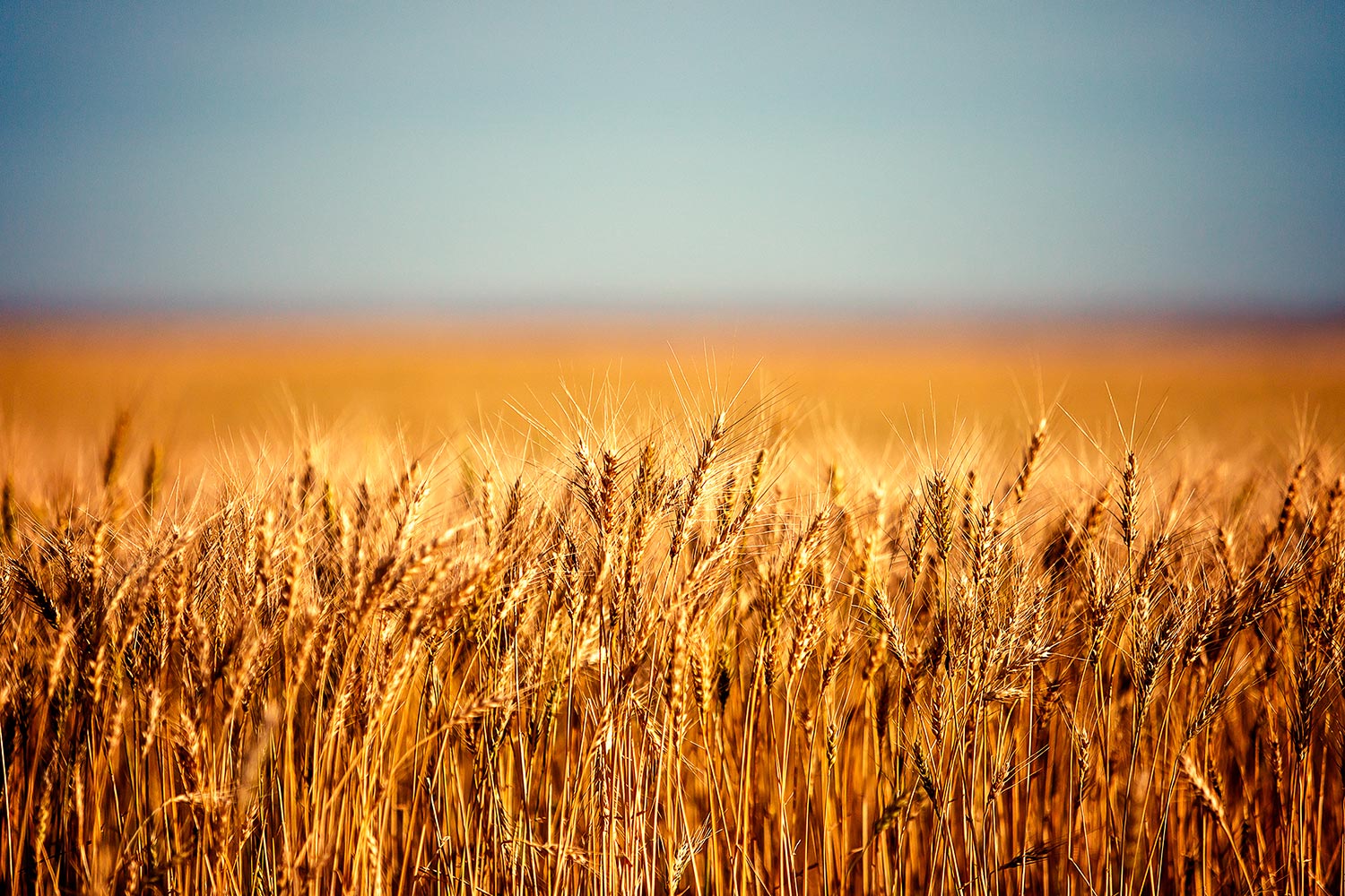 Cover page has a new photo of wheat