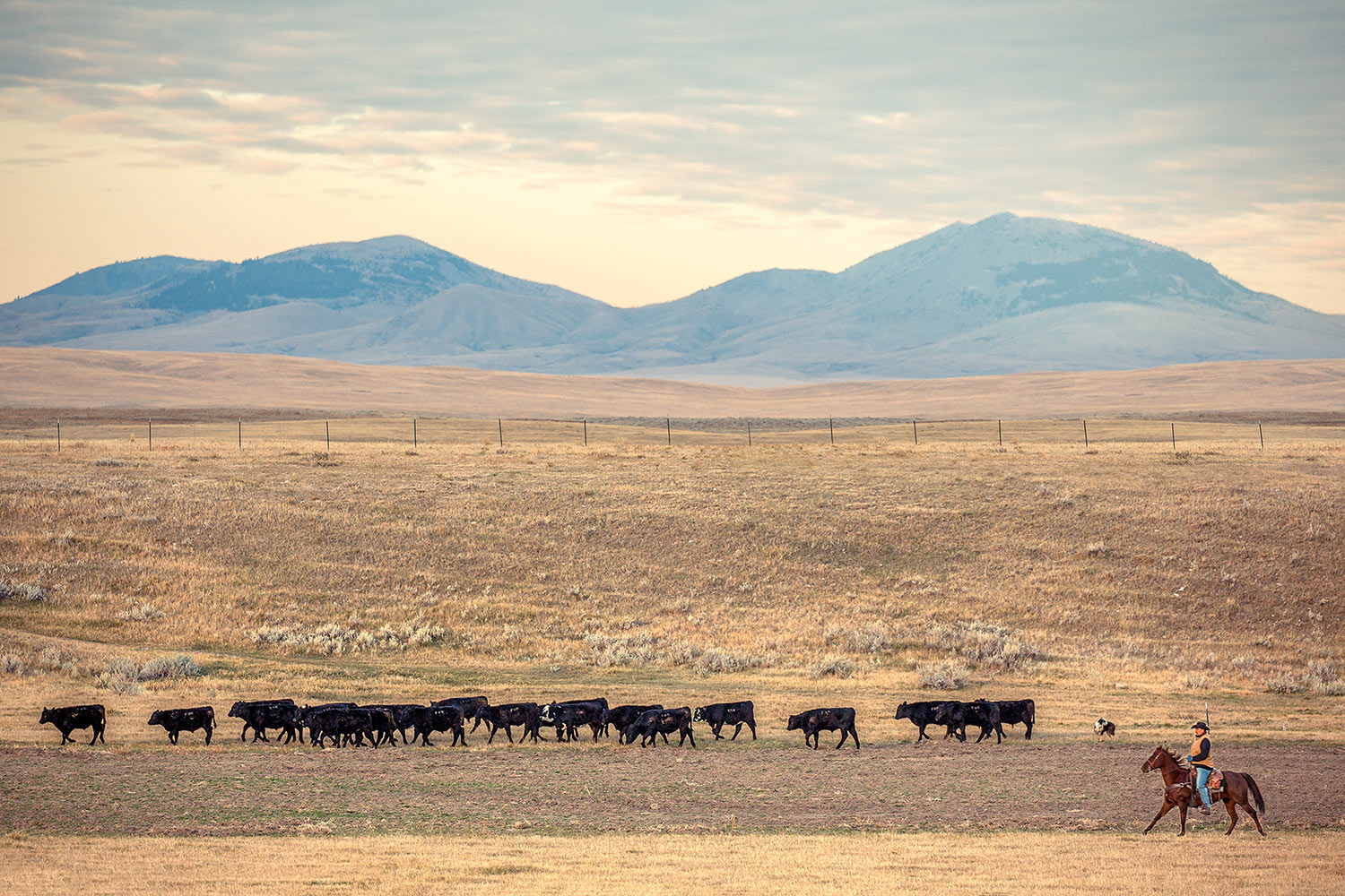 A rancher pushing a long line of black Angus cattle with the Bear Paw Mountains looming in the distance near People's Creek at Fort Belknap Reservation in Montana.