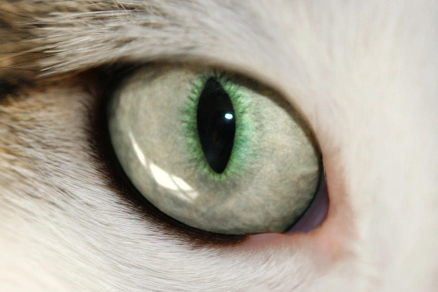 Cat Eye