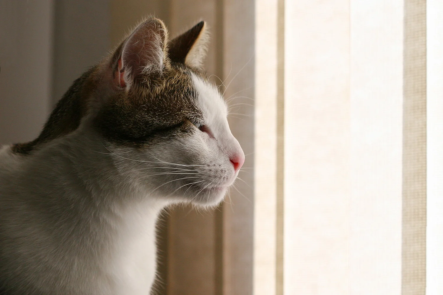 Steve's Profile