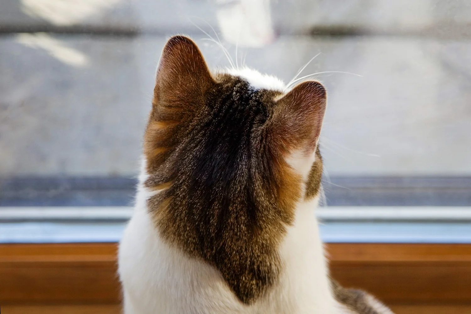 Montana Cat Head