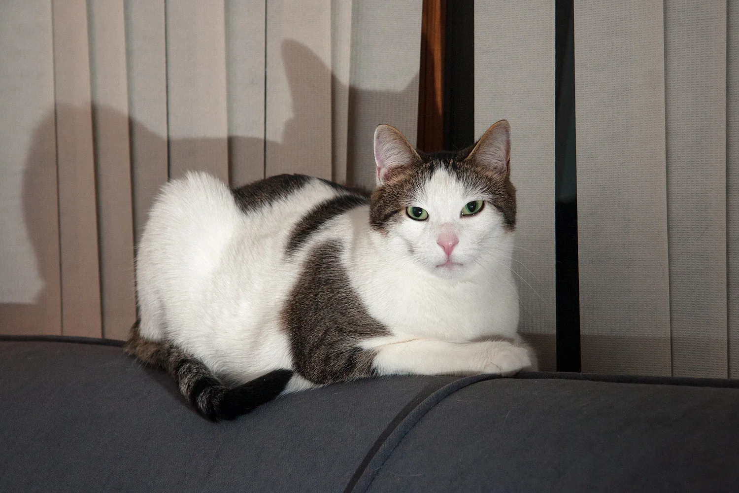 Montana Cat Photos