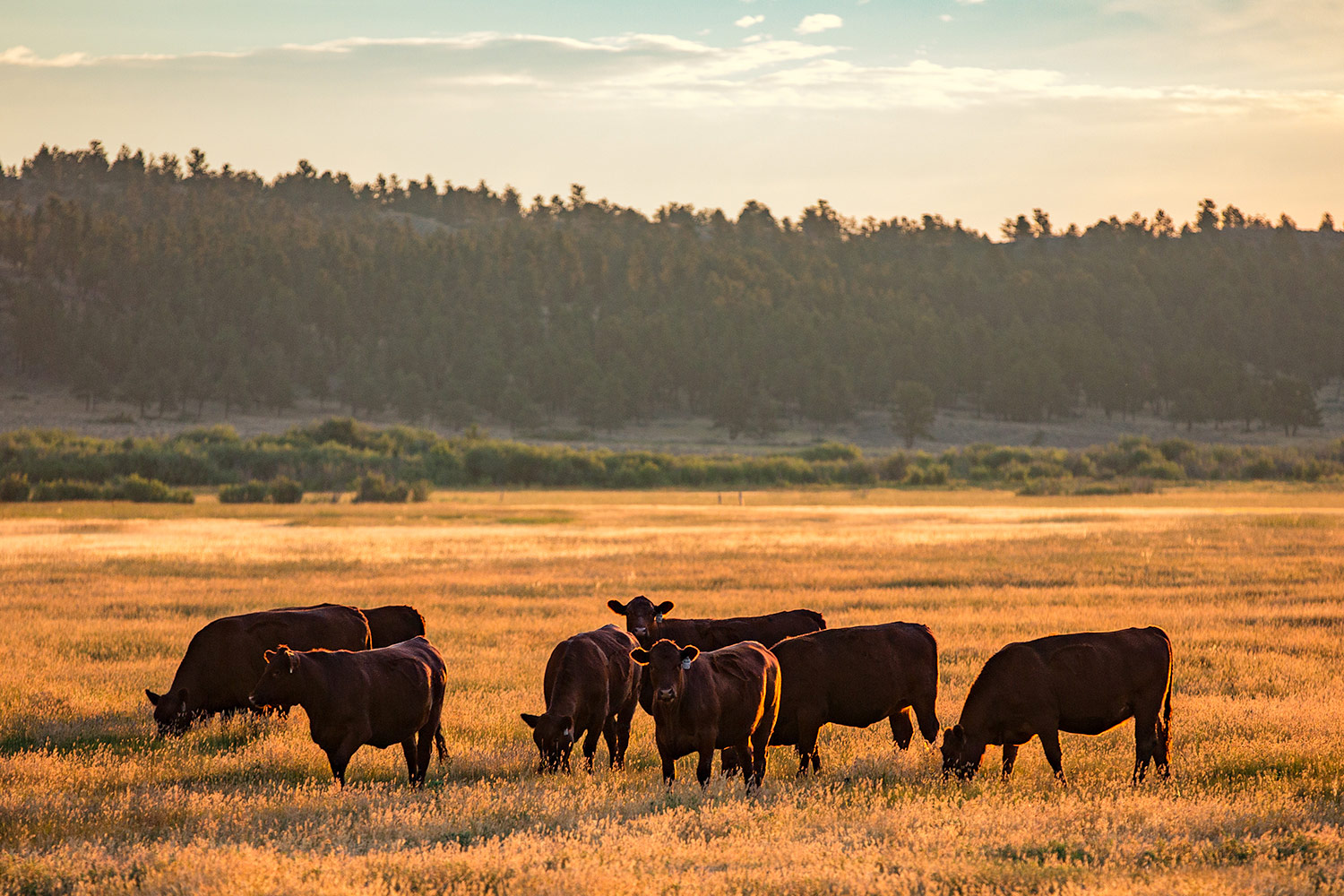 A herd of black Angus cattle huddle together in a pasture of grass early in the morning near Grass Range, Montana.&nbsp;→ License Photo