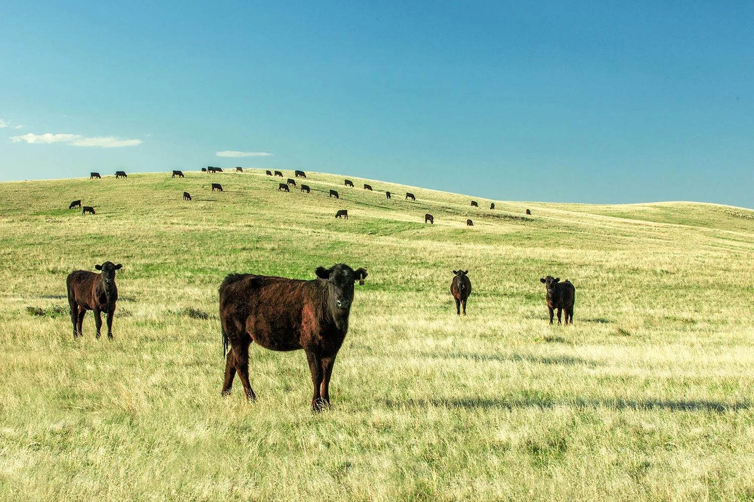 Angus Fields