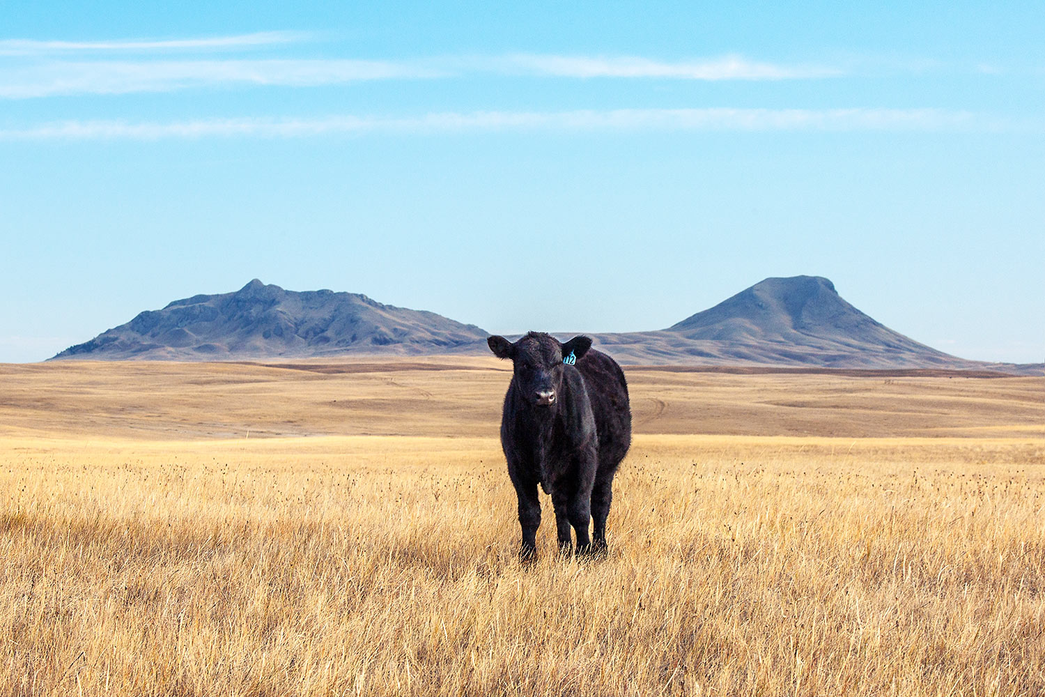 Three Buttes Steer