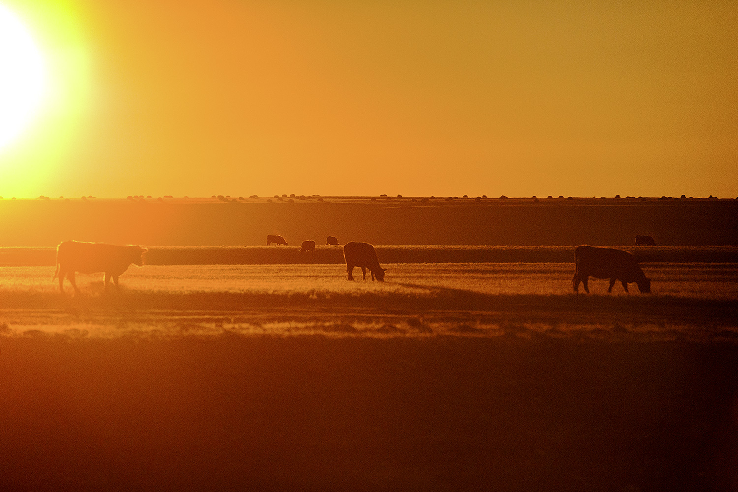 Sunrise Over Herd