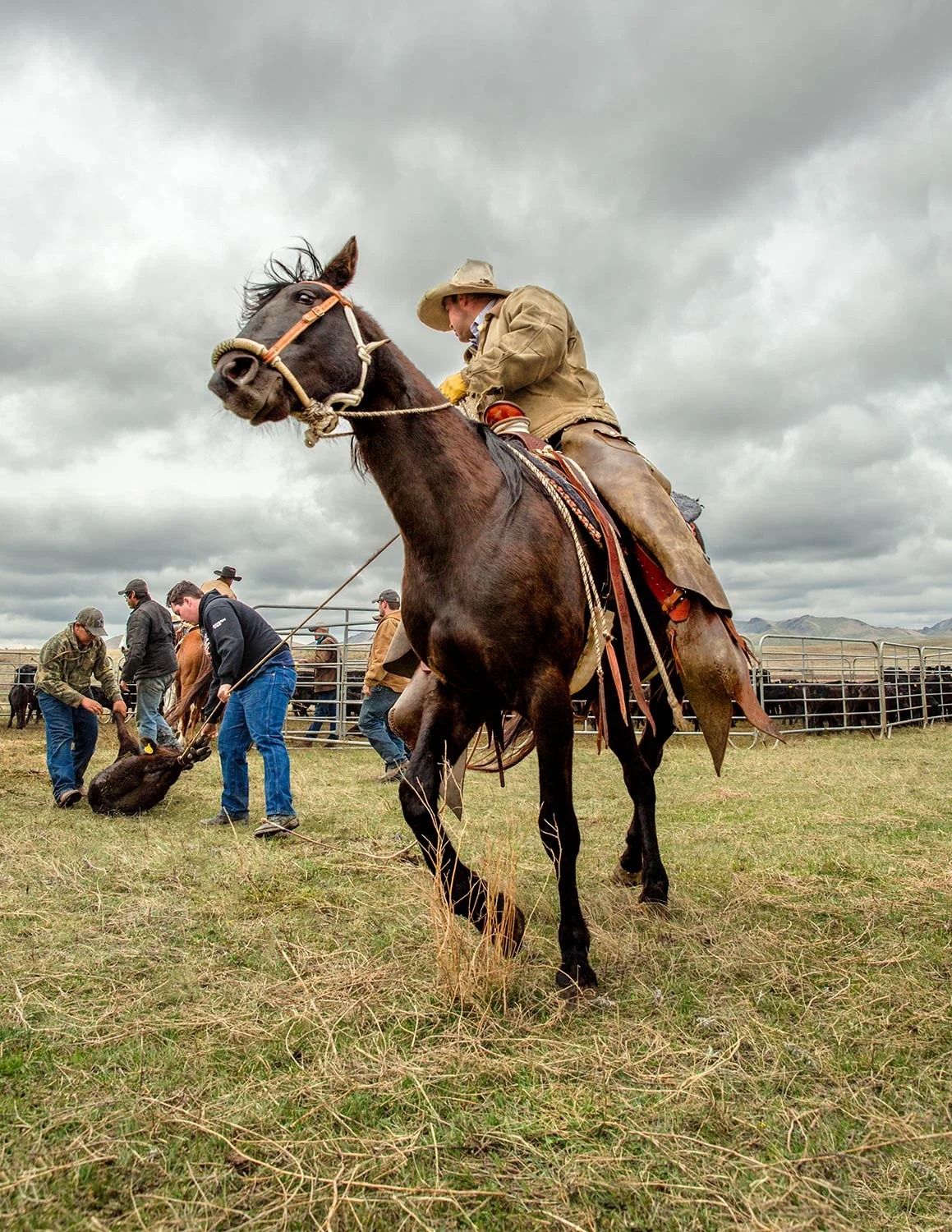 Cowboy Verve