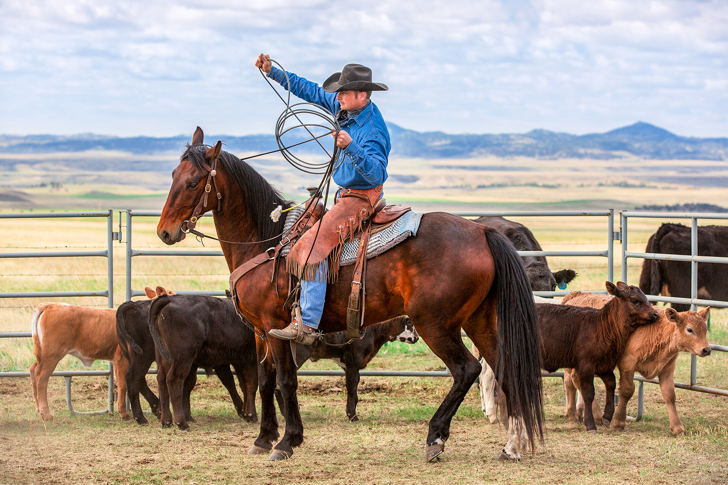 A cowboy photo of a cowboy roping cattle on a ranch in rural Blaine C...