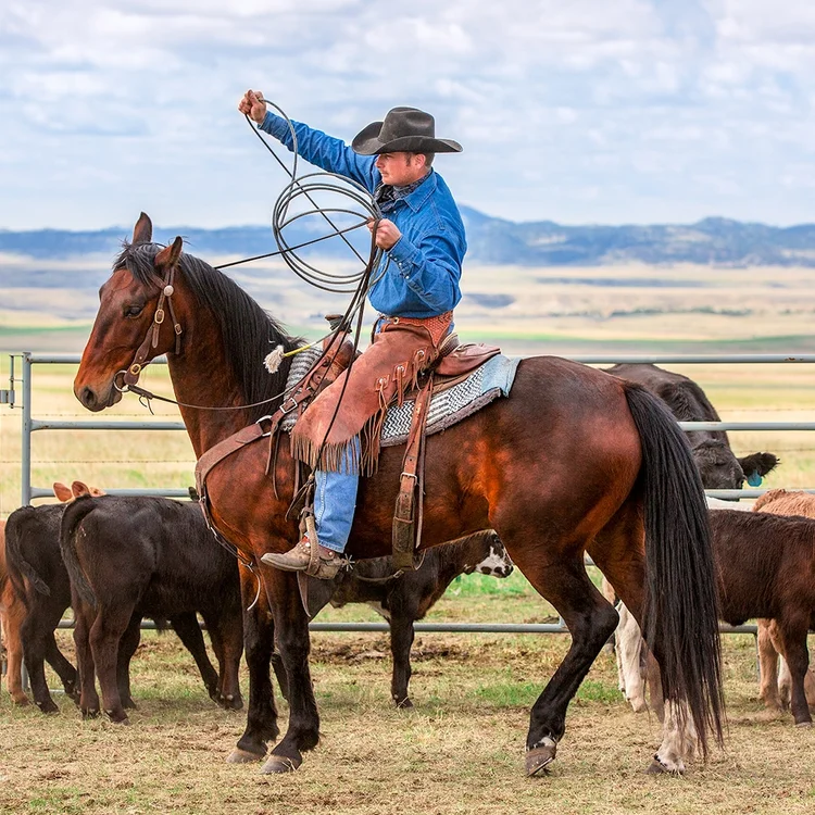 What Is The Definition Of Cowboy Up All About Cow Photos